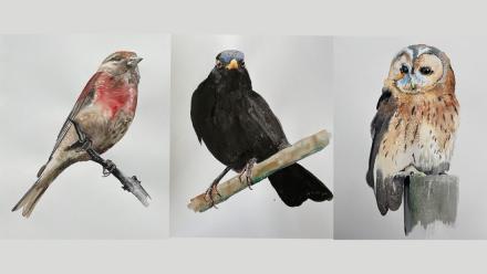 Bird Painting Series With Jim Moir