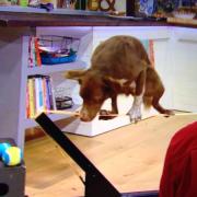tightrope dog