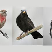 Bird Painting Series With Jim Moir